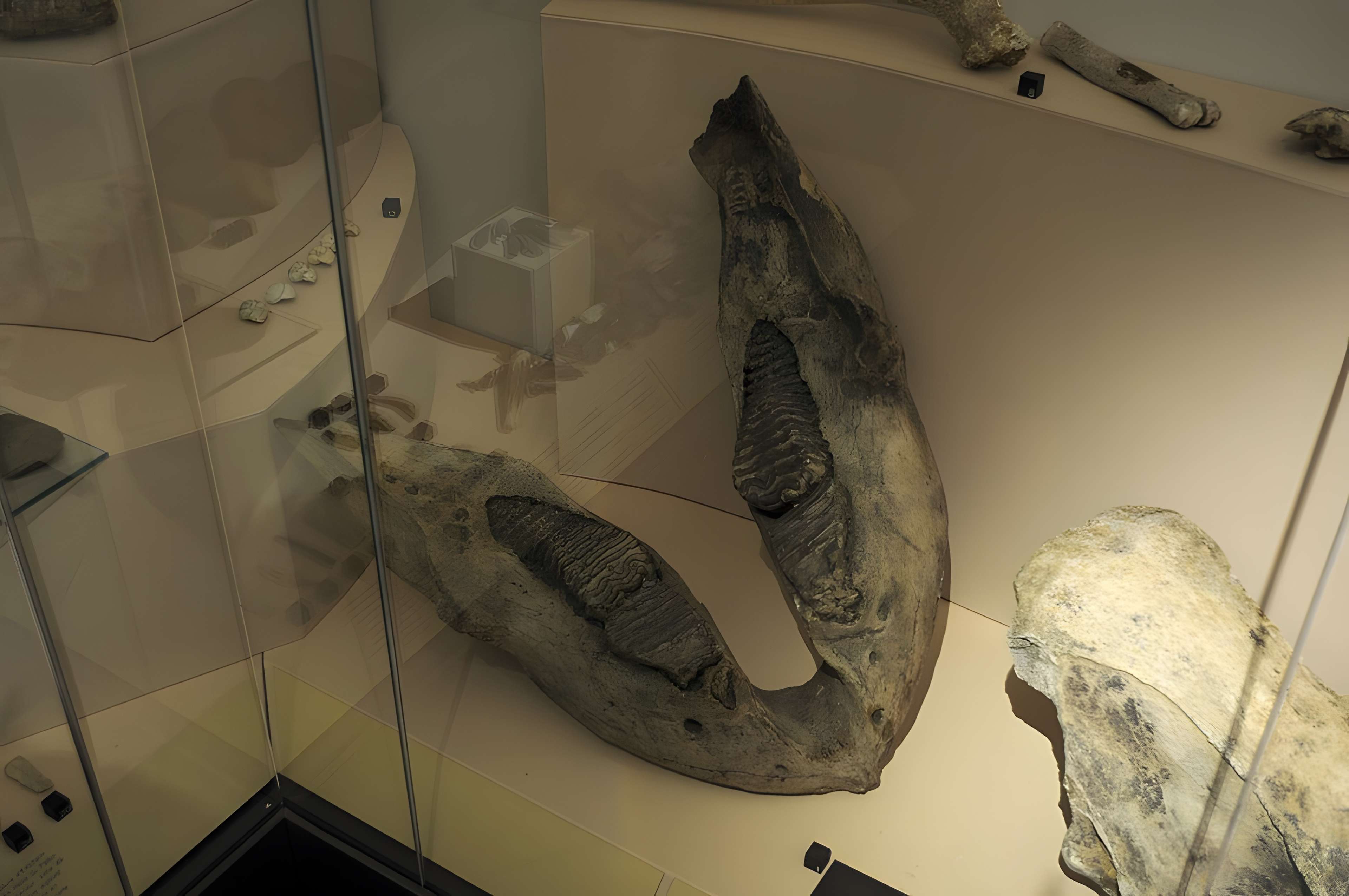 Musée archéologique de Strasbourg