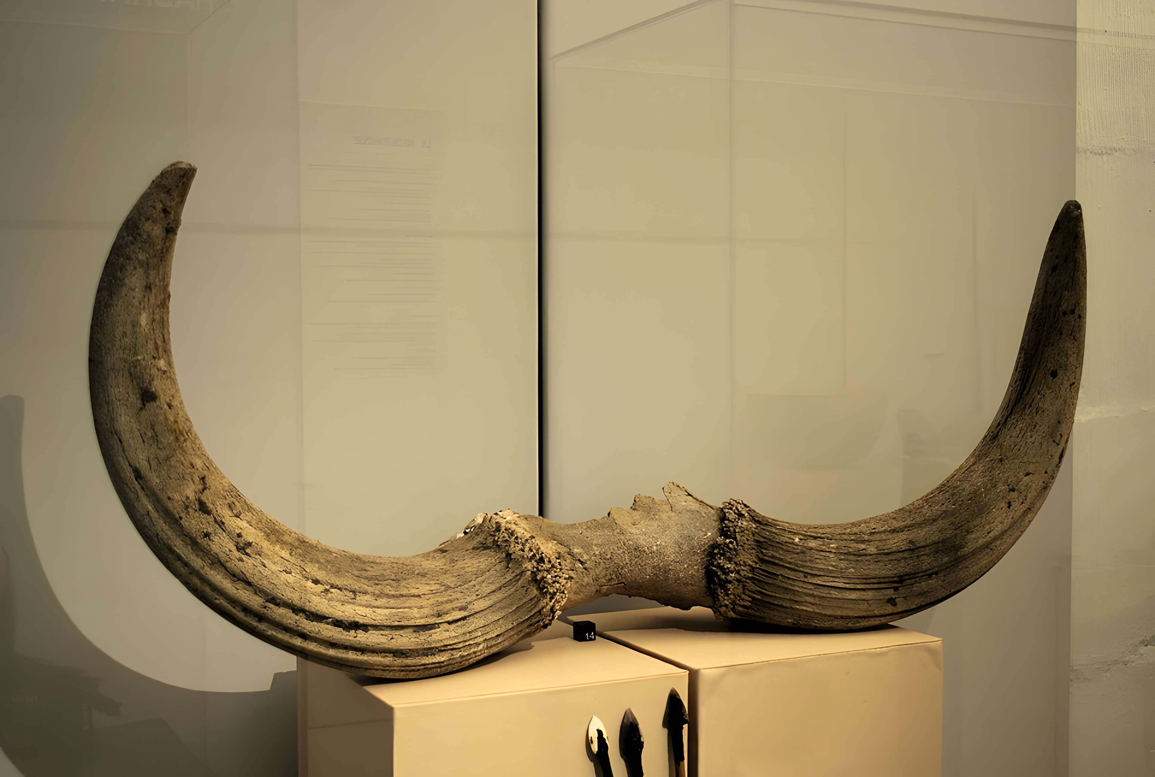 Musée archéologique de Strasbourg