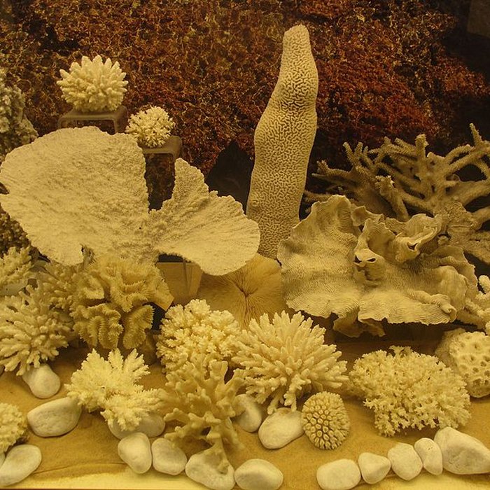 Photo de Musée zoologique de la ville de Strasbourg