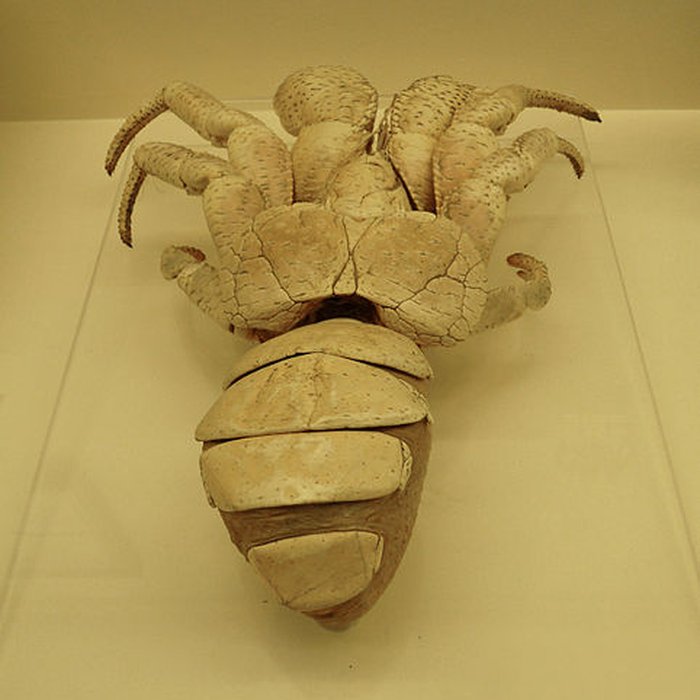 Photo de Musée zoologique de la ville de Strasbourg