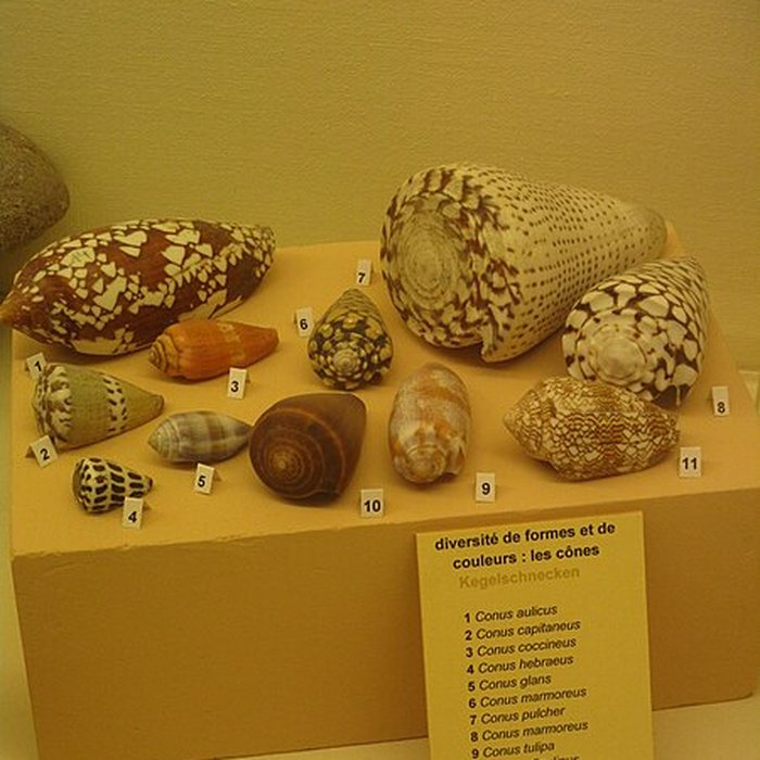 Photo de Musée zoologique de la ville de Strasbourg