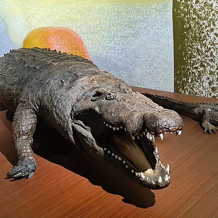 Photo de Musée zoologique de la ville de Strasbourg