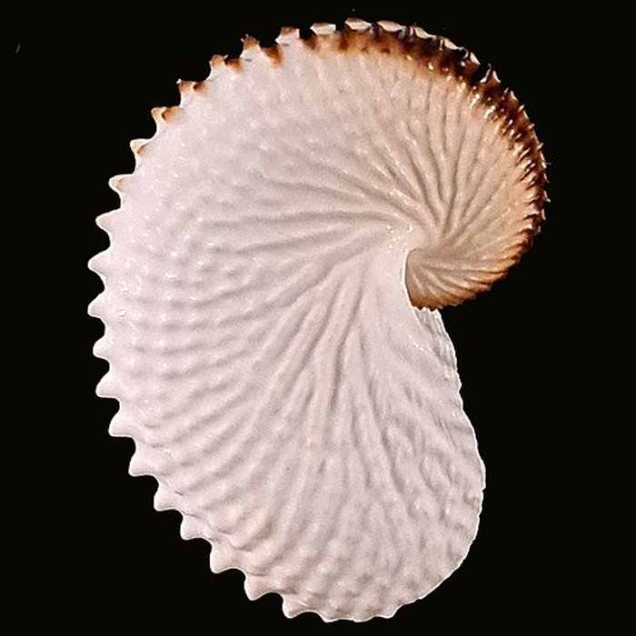 Photo de Musée zoologique de la ville de Strasbourg