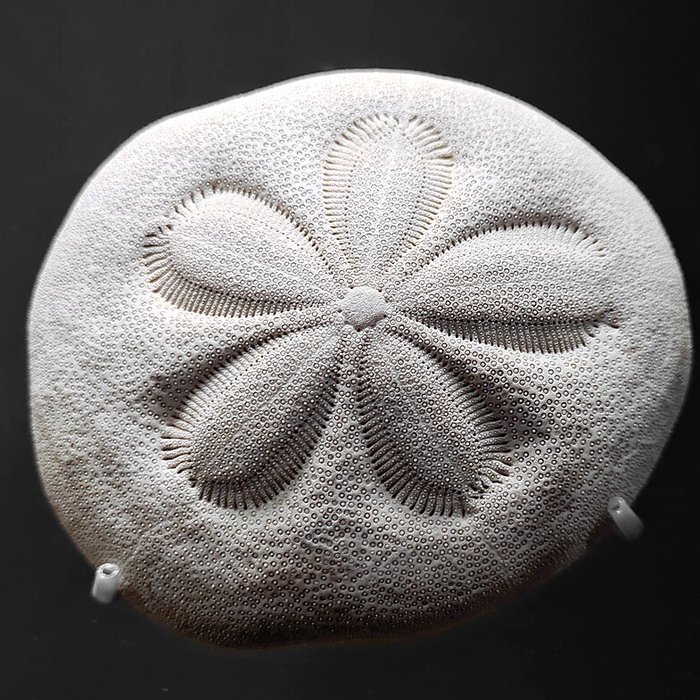 Photo de Musée zoologique de la ville de Strasbourg