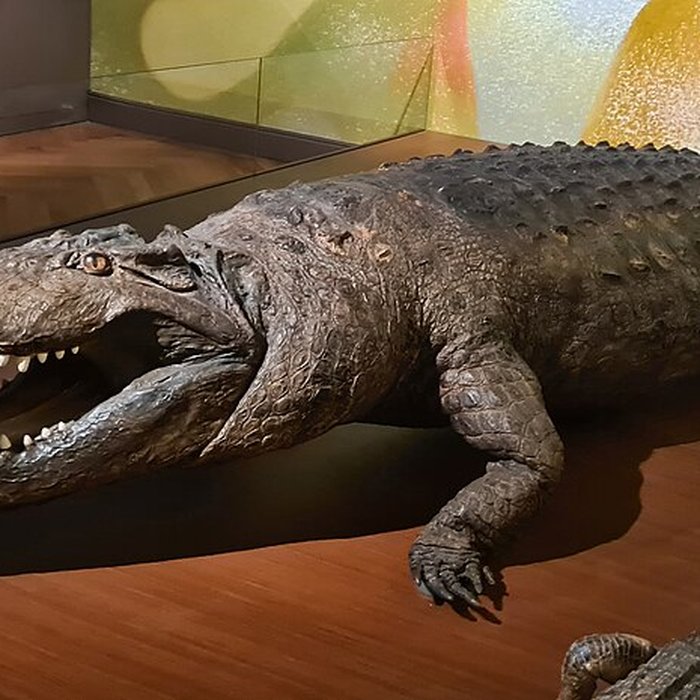 Photo de Musée zoologique de la ville de Strasbourg