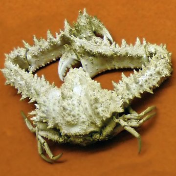 Musée zoologique de la ville de Strasbourg