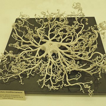 Musée zoologique de la ville de Strasbourg