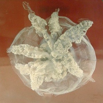 Musée zoologique de la ville de Strasbourg