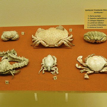 Musée zoologique de la ville de Strasbourg