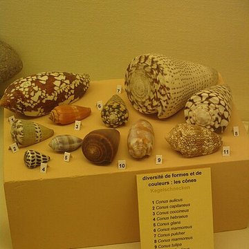 Musée zoologique de la ville de Strasbourg