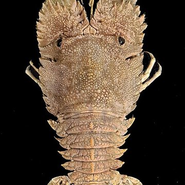 Musée zoologique de la ville de Strasbourg