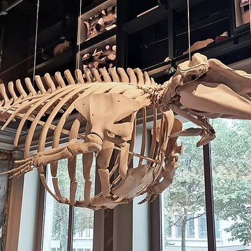 Musée zoologique de la ville de Strasbourg