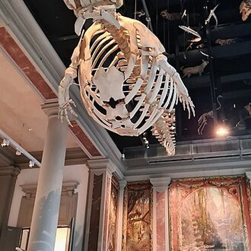 Musée zoologique de la ville de Strasbourg