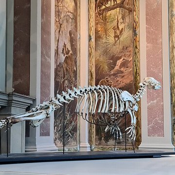 Musée zoologique de la ville de Strasbourg