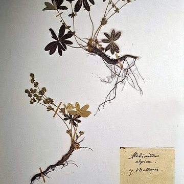 Musée zoologique de la ville de Strasbourg