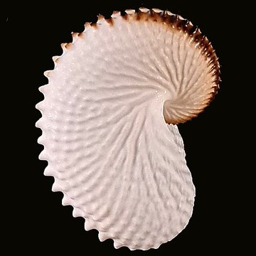 Musée zoologique de la ville de Strasbourg