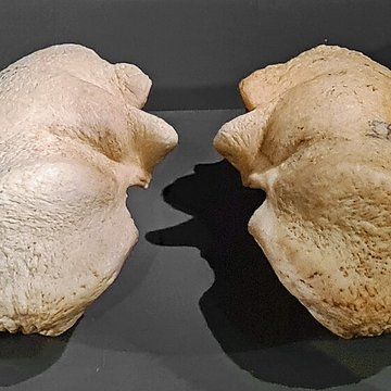 Musée zoologique de la ville de Strasbourg