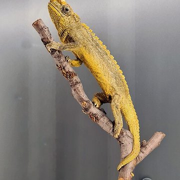 Musée zoologique de la ville de Strasbourg