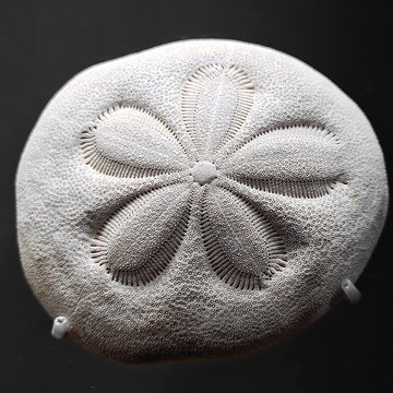 Musée zoologique de la ville de Strasbourg