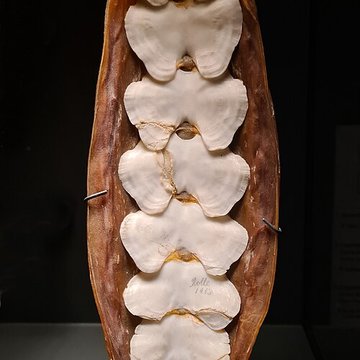 Musée zoologique de la ville de Strasbourg