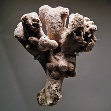 Musée zoologique de la ville de Strasbourg