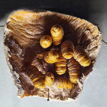 Musée zoologique de la ville de Strasbourg