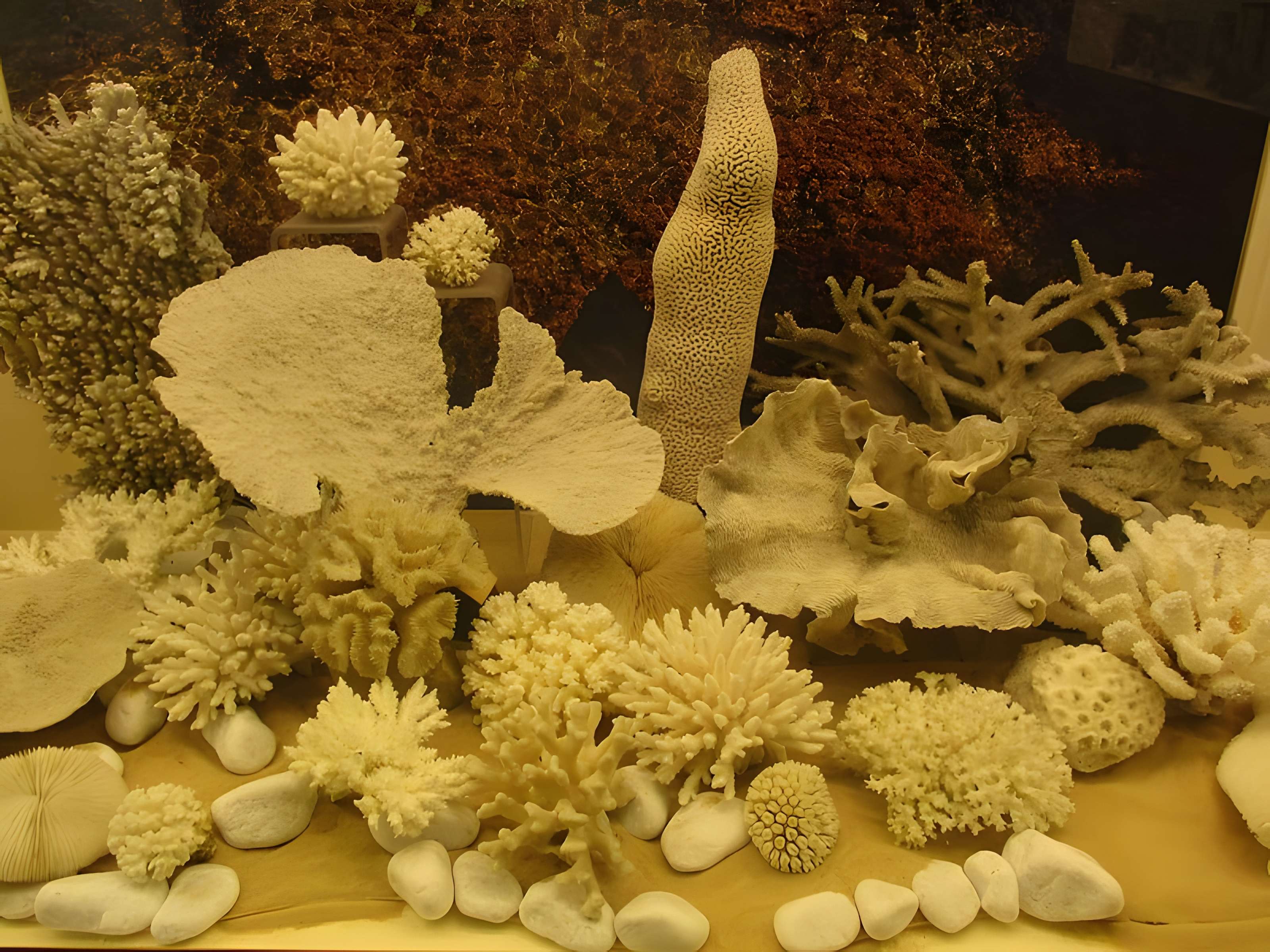 Musée zoologique de la ville de Strasbourg