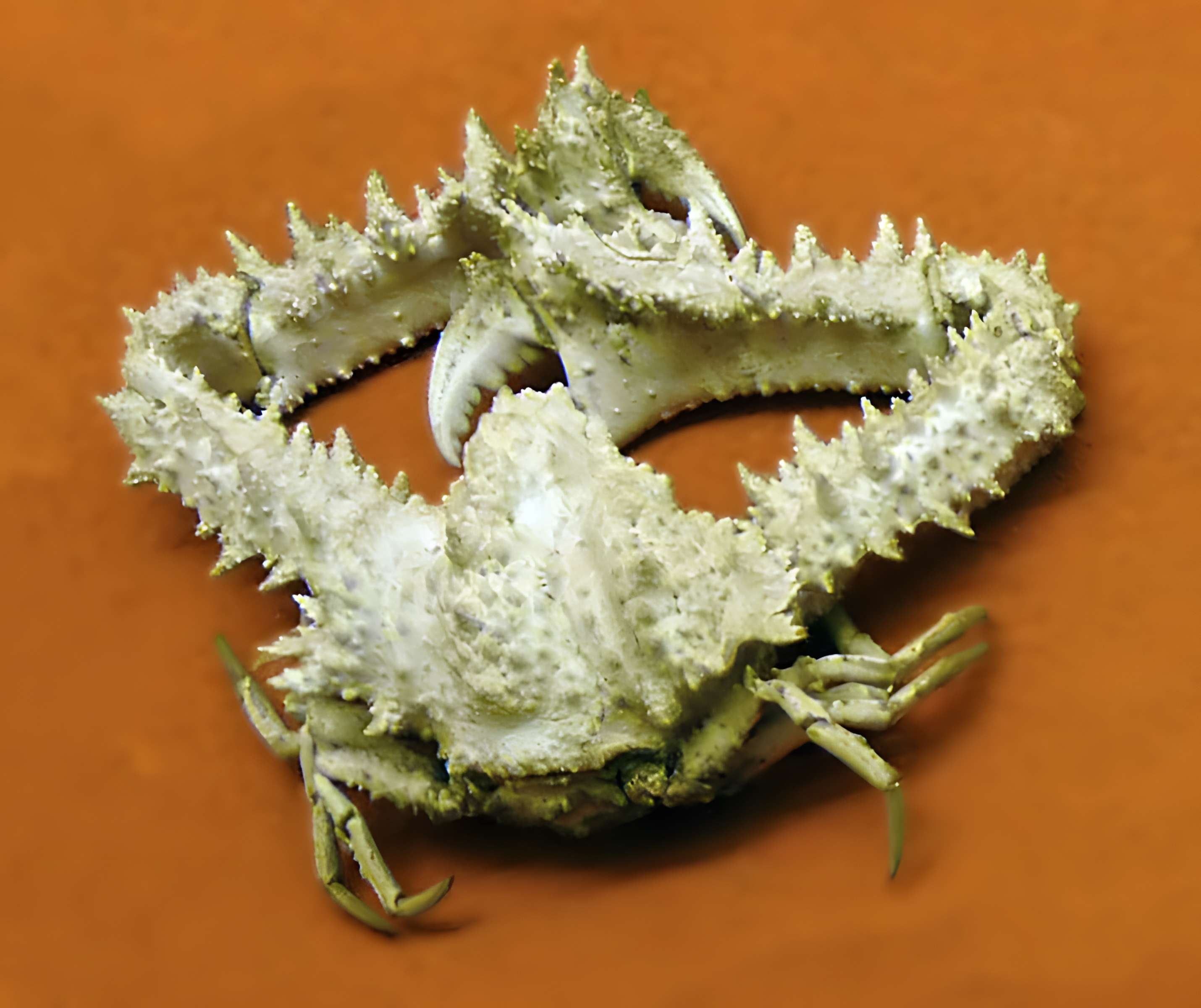 Musée zoologique de la ville de Strasbourg