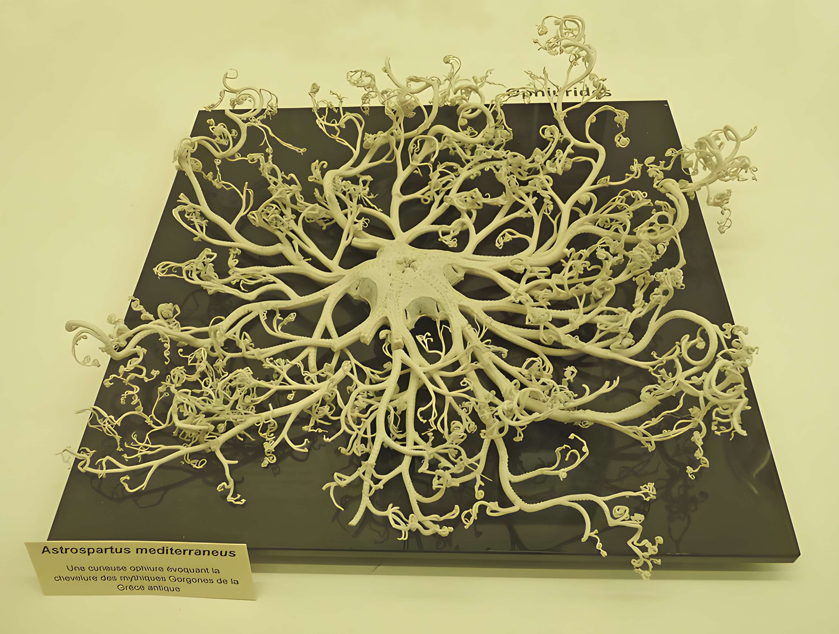 Musée zoologique de la ville de Strasbourg