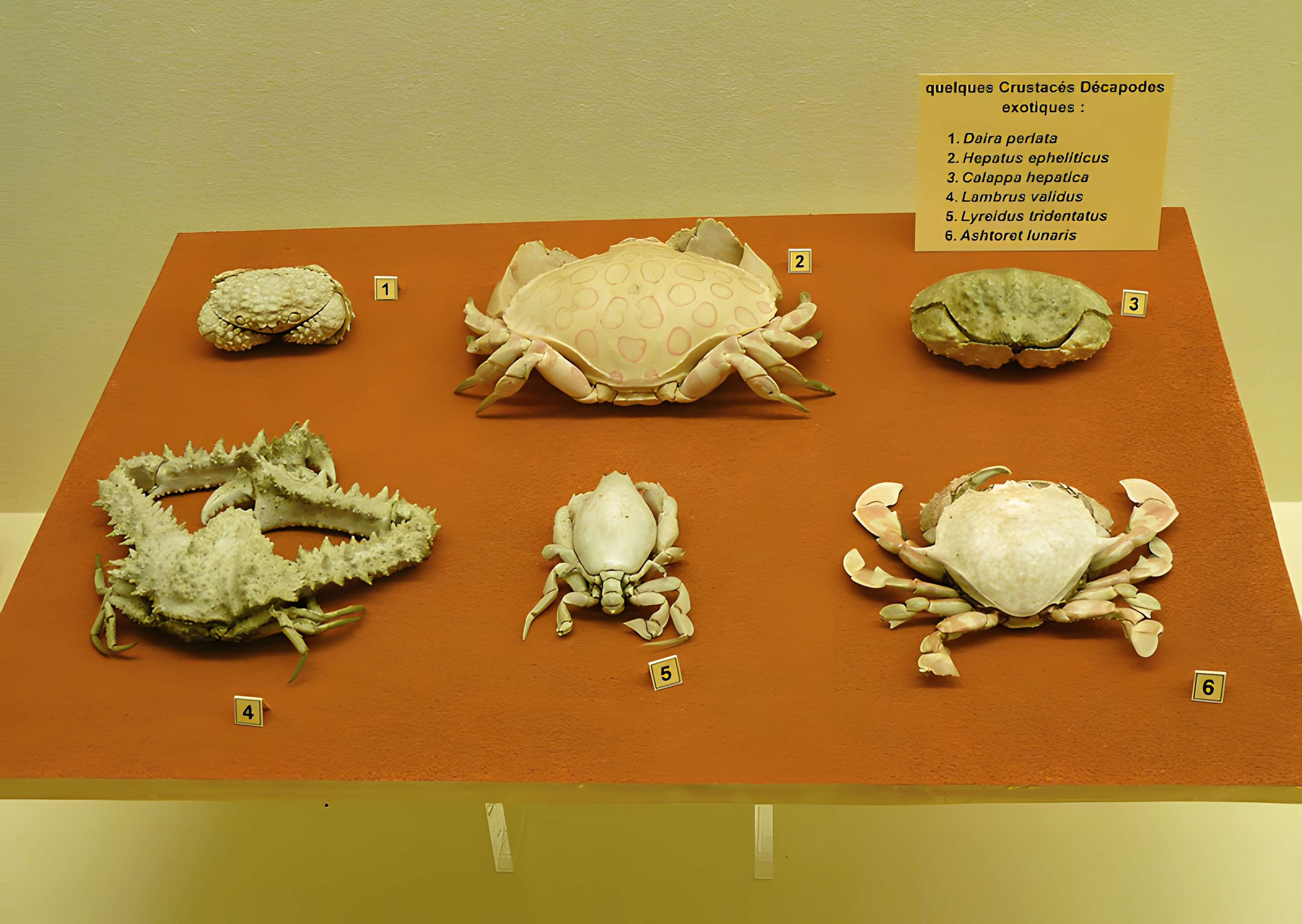 Musée zoologique de la ville de Strasbourg