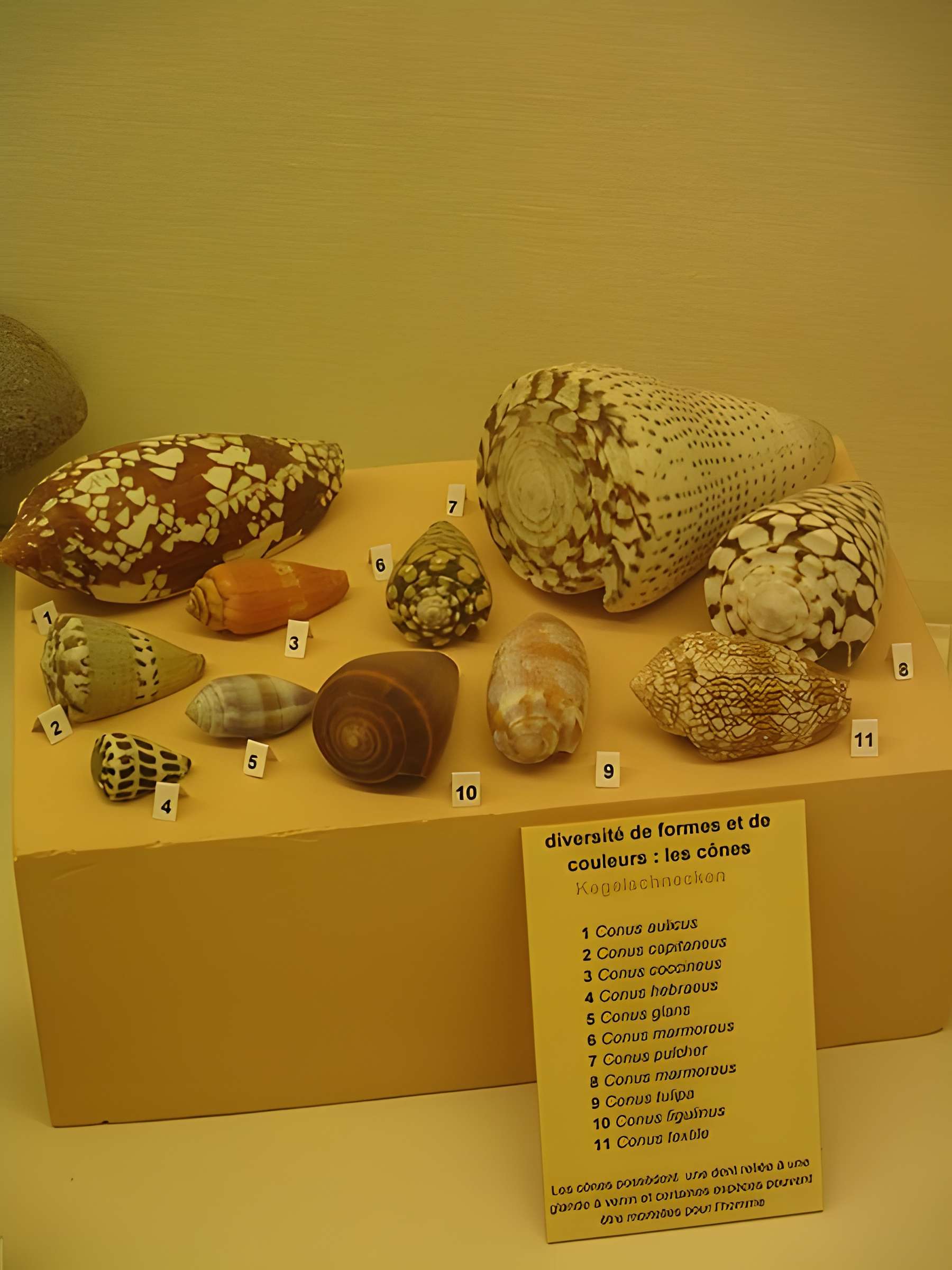 Musée zoologique de la ville de Strasbourg