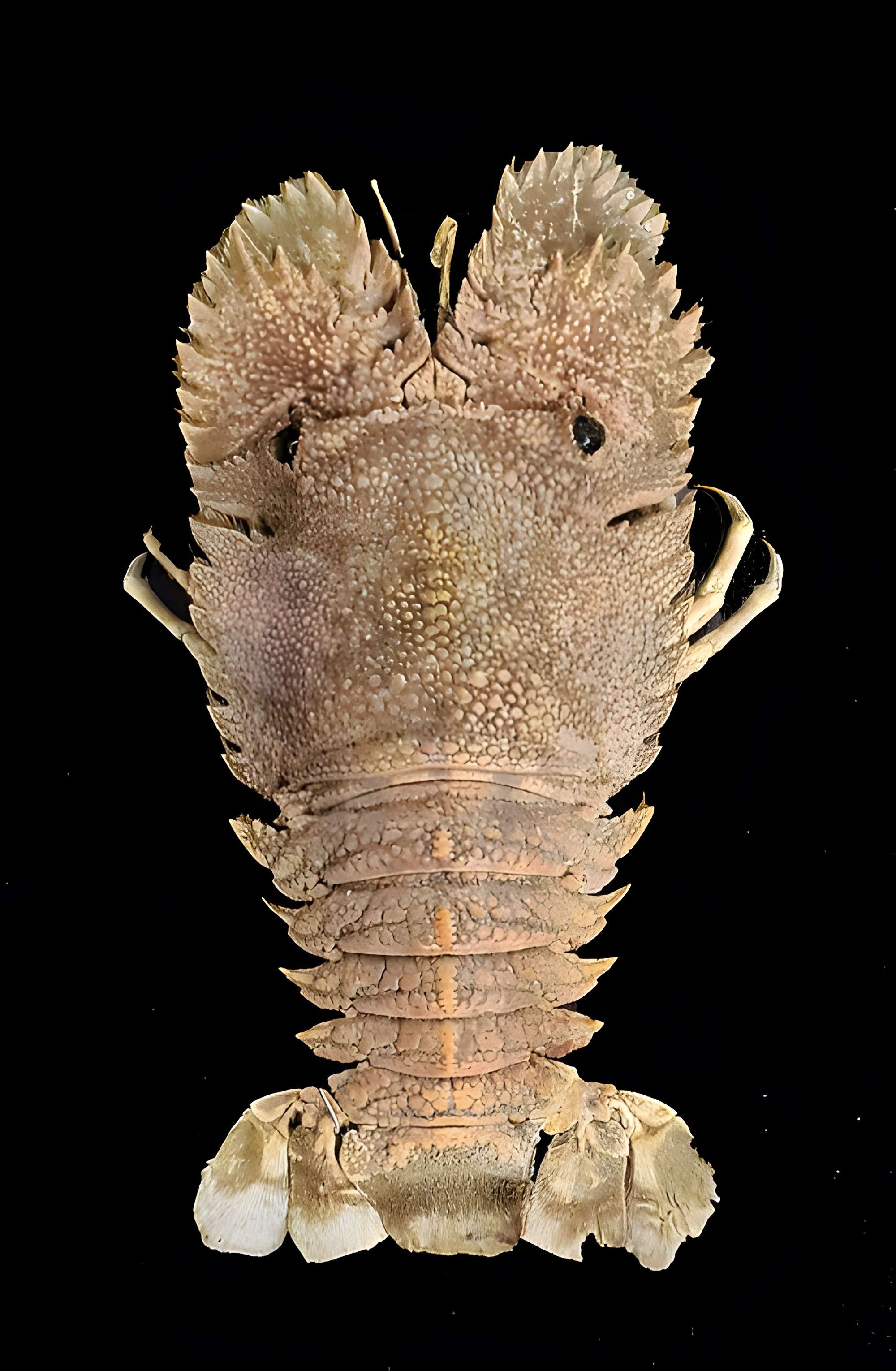 Musée zoologique de la ville de Strasbourg