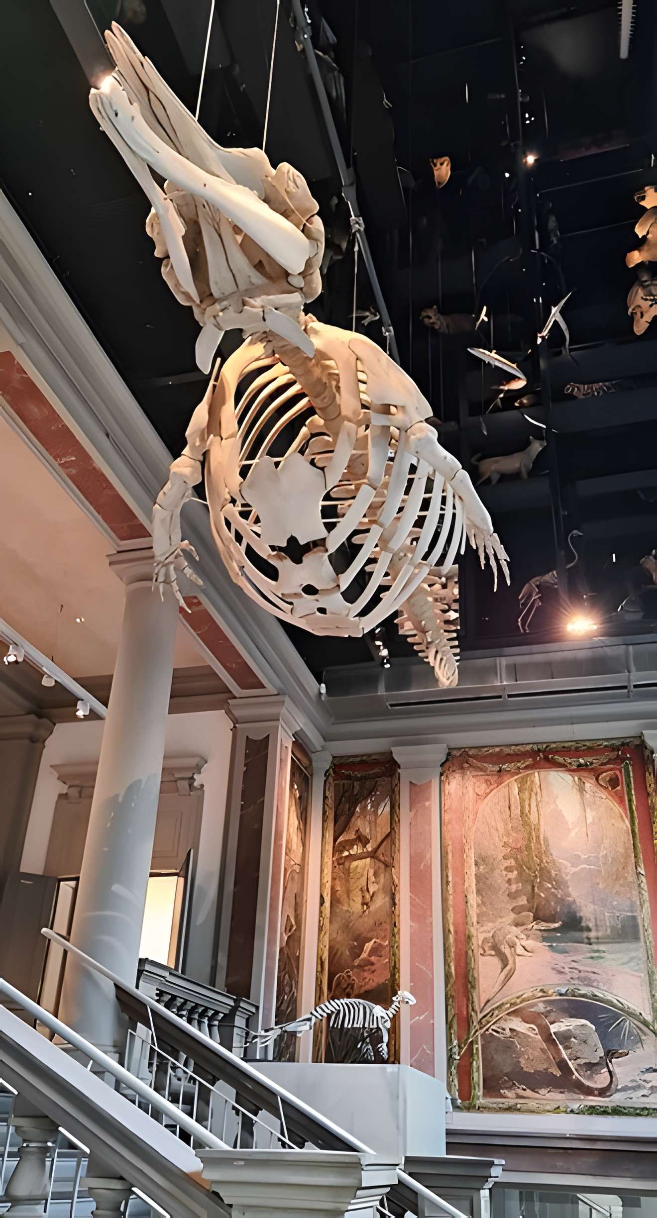 Musée zoologique de la ville de Strasbourg