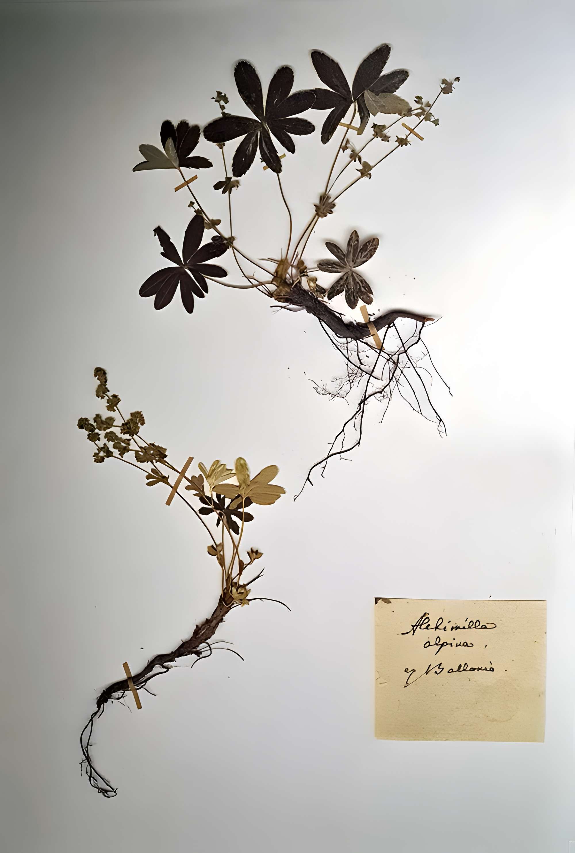 Musée zoologique de la ville de Strasbourg