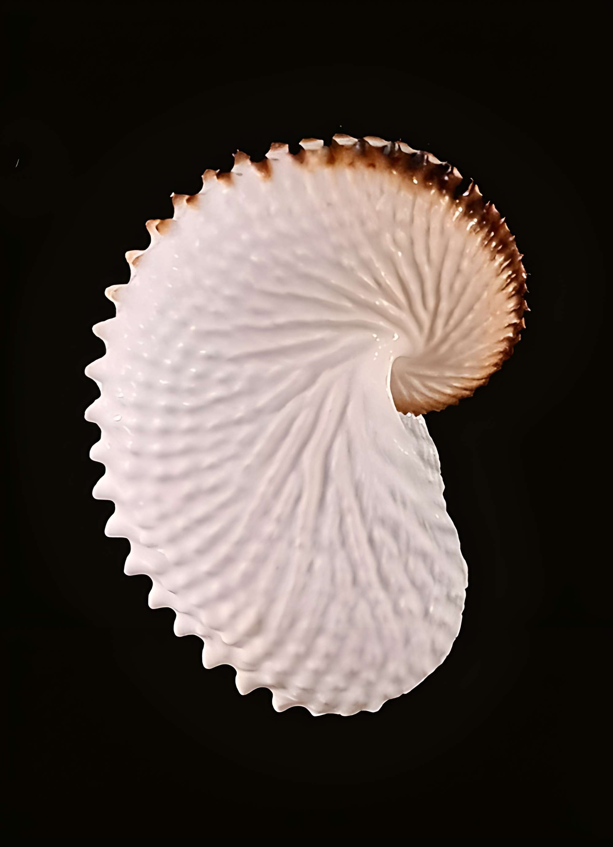 Musée zoologique de la ville de Strasbourg