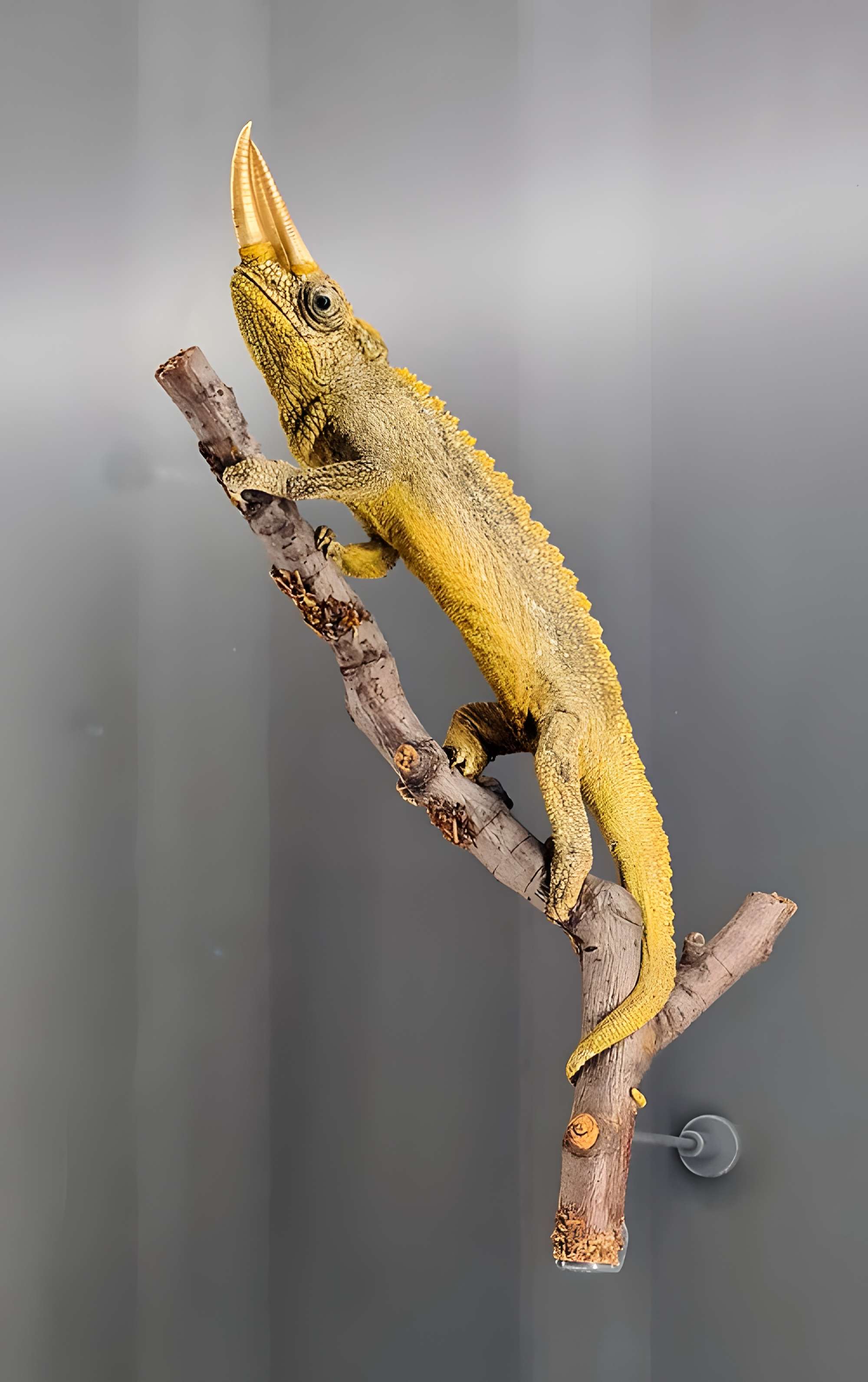 Musée zoologique de la ville de Strasbourg