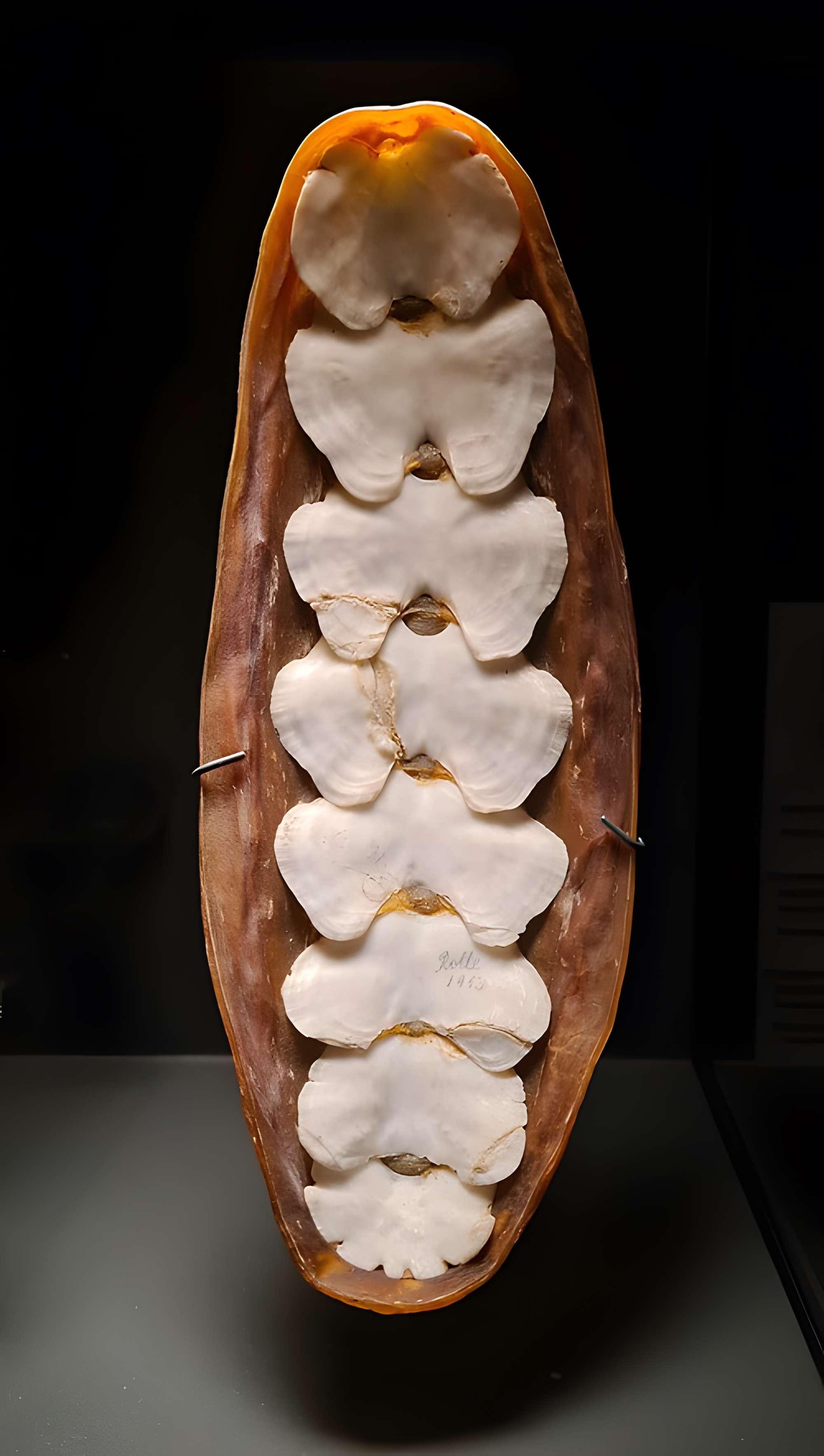 Musée zoologique de la ville de Strasbourg