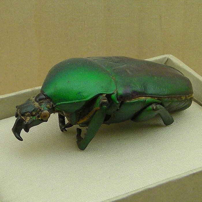 Photo de Musée Jean-Frédéric Oberlin à Waldersbach