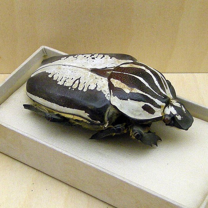 Photo de Musée Jean-Frédéric Oberlin à Waldersbach