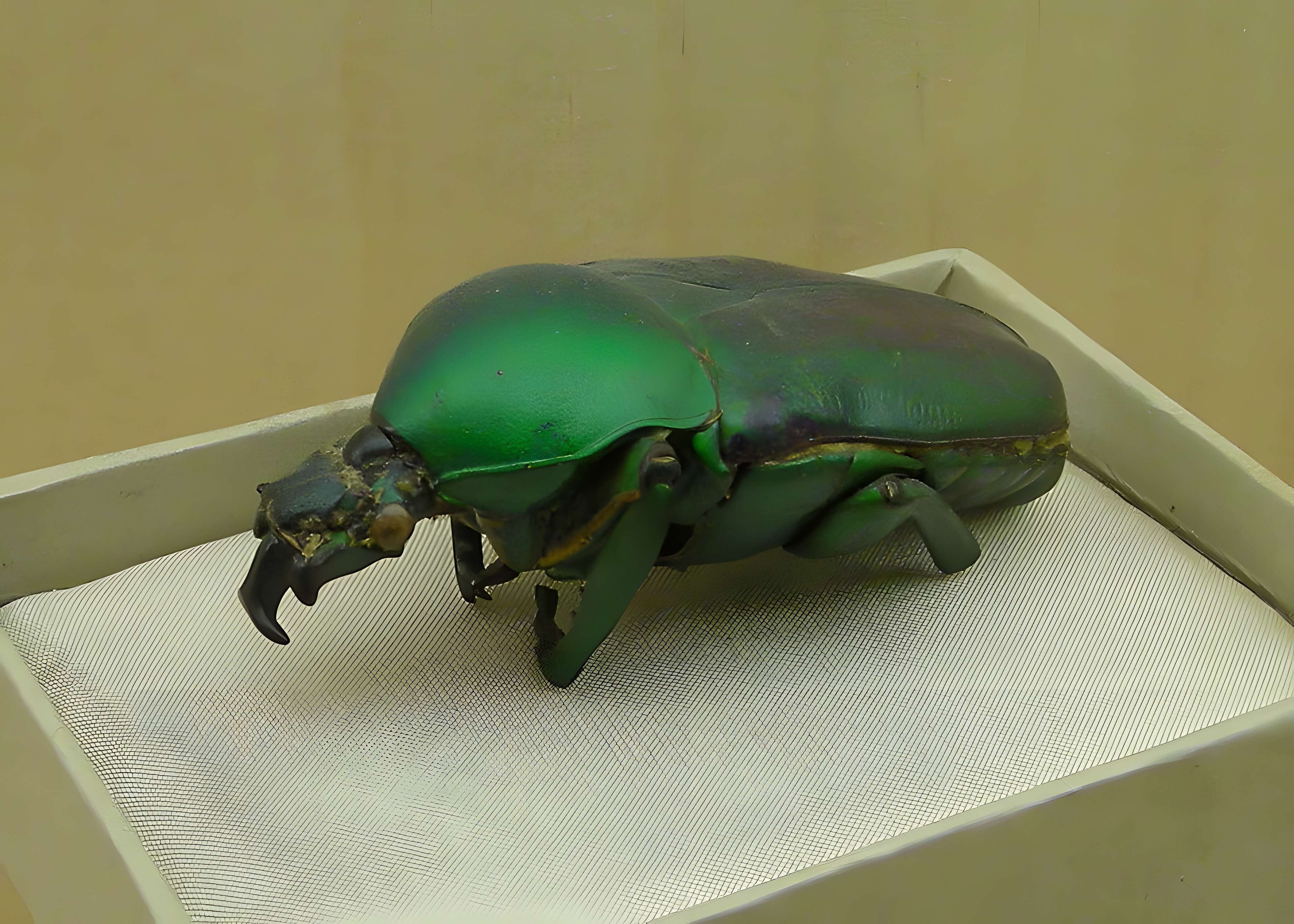 Musée Jean-Frédéric Oberlin à Waldersbach