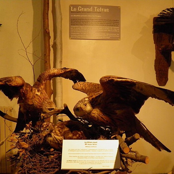 Photo de Musée dhistoire naturelle et dethnographie à Colmar