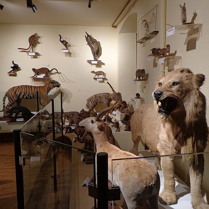 Photo de Musée dhistoire naturelle et dethnographie à Colmar