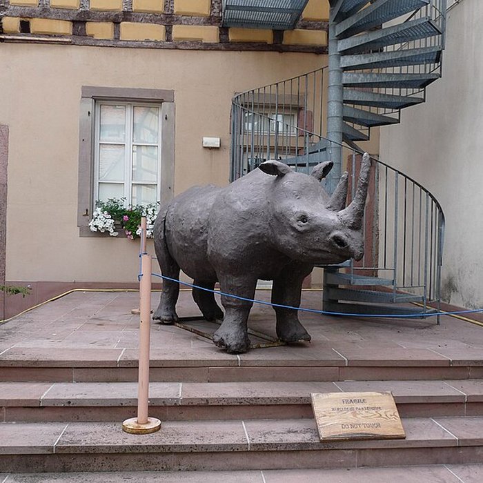 Photo de Musée dhistoire naturelle et dethnographie à Colmar