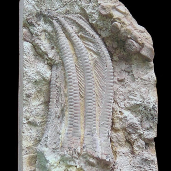 Photo de Musée dhistoire naturelle et dethnographie à Colmar