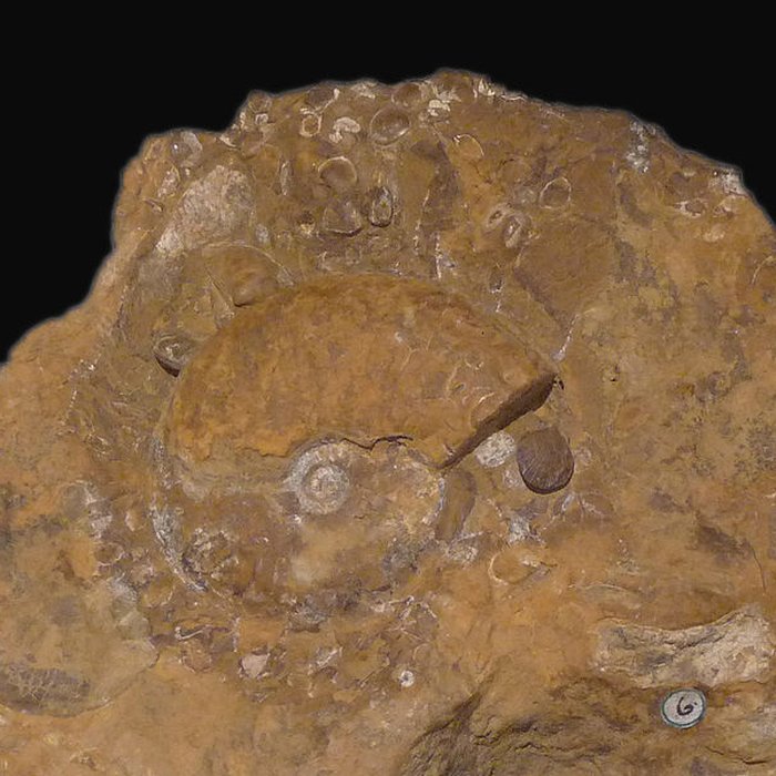 Photo de Musée dhistoire naturelle et dethnographie à Colmar