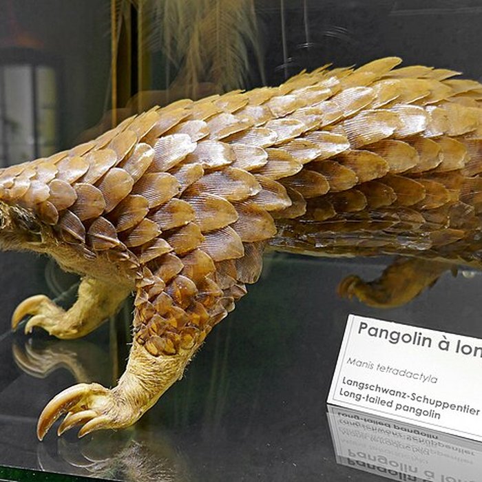 Photo de Musée dhistoire naturelle et dethnographie à Colmar