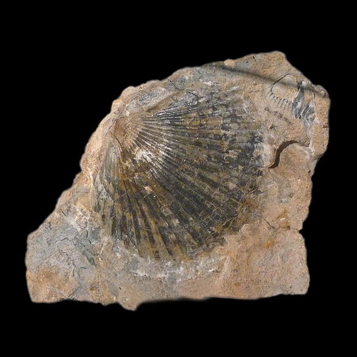 Photo de Musée dhistoire naturelle et dethnographie à Colmar