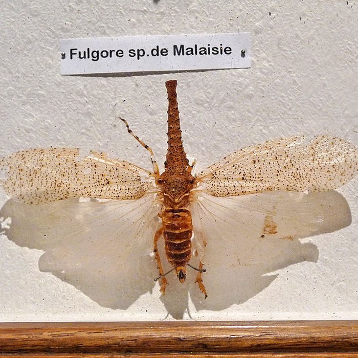 Photo de Musée dhistoire naturelle et dethnographie à Colmar