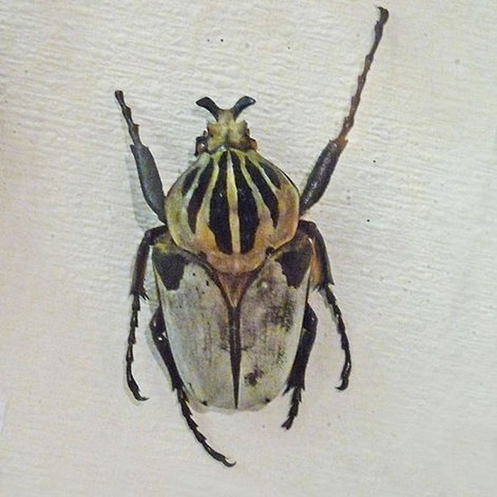 Photo de Musée dhistoire naturelle et dethnographie à Colmar