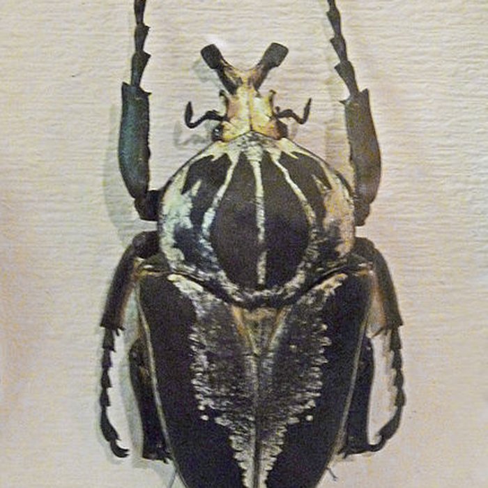 Photo de Musée dhistoire naturelle et dethnographie à Colmar